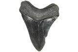 Serrated, 4.71" Fossil Megalodon Tooth - South Carolina - #203052-2